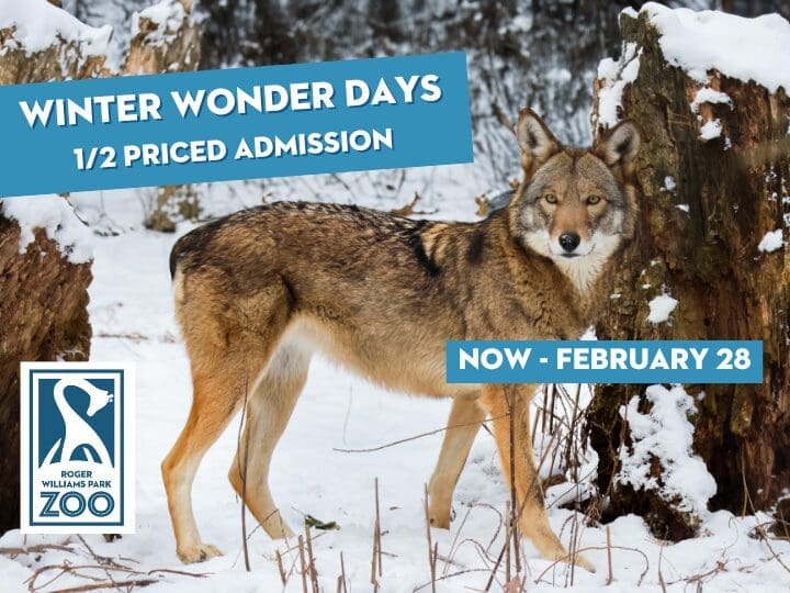 wolf in snow - half priced admission winter wonder days at roger williams park zoo